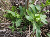 ova Gussonea-Centranthus RUber 20110529 138